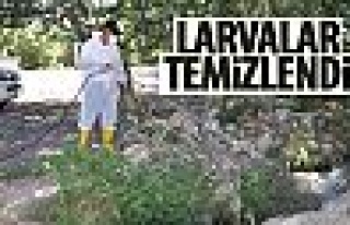 Larvalar temizleniyor