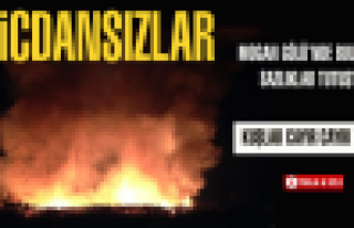 Mogan da kuşlar cayır cayır yandı
