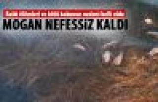 Mogan nefessiz kaldı