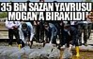 Sazan yavruları Mogan Gölü'ne bırakıldı!