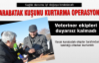 Yaralı karabatak kuşunu kurtarma operasyonu