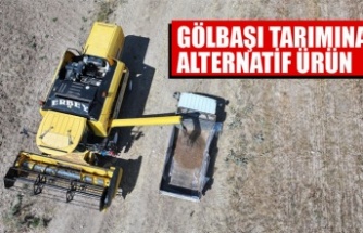 KARABUĞDAYIN İLK HASADI GERÇEKLEŞTİ