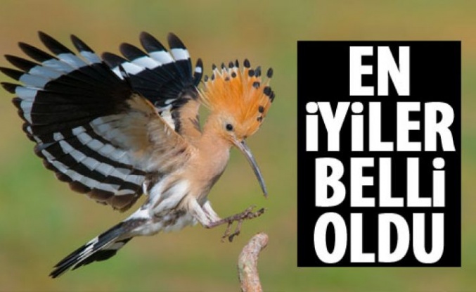 En iyi fotoğraf avcıları belli oldu