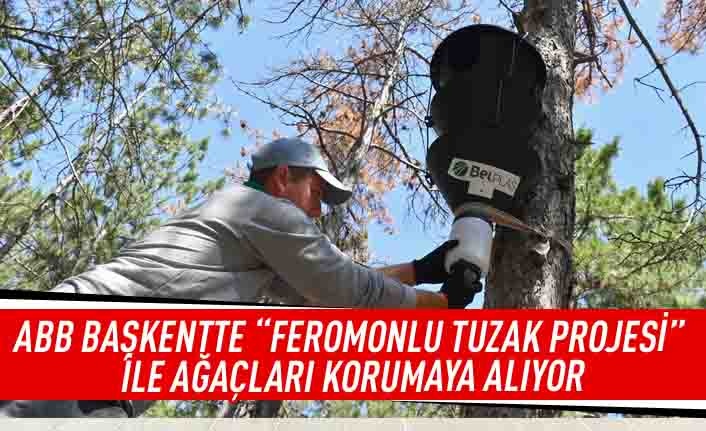ABB Başkentte "Feromonlu Tuzak Projesi" ile ağaçları korumaya alıyor