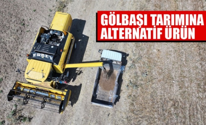 KARABUĞDAYIN İLK HASADI GERÇEKLEŞTİ