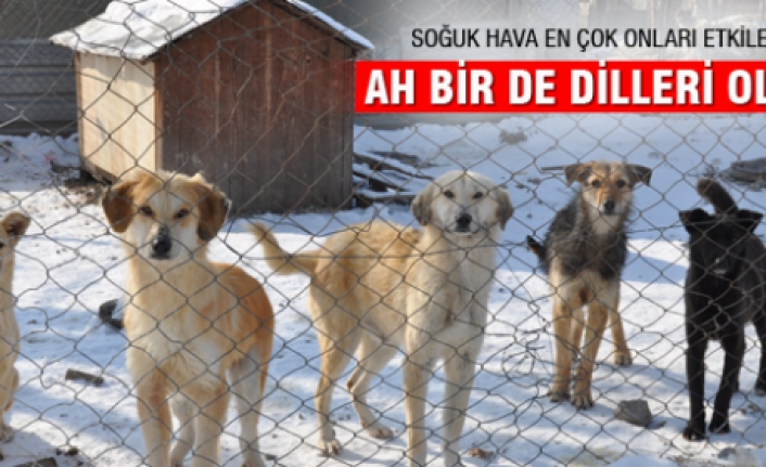 Ah bir de dilleri olsa