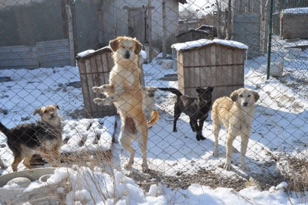 ah bir de dilleri olsa