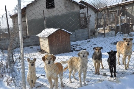 ah bir de dilleri olsa