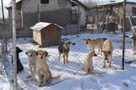 ah bir de dilleri olsa