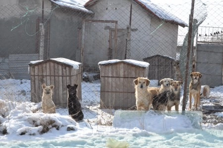 ah bir de dilleri olsa