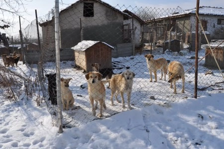 ah bir de dilleri olsa