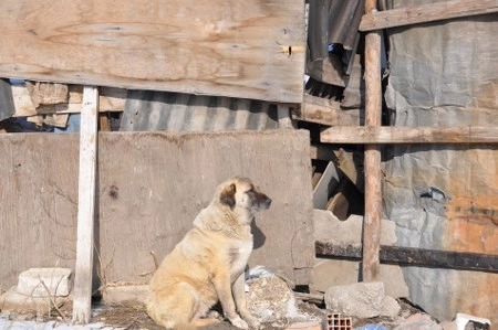 ah bir de dilleri olsa