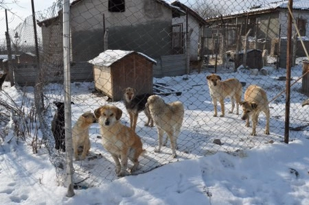 ah bir de dilleri olsa