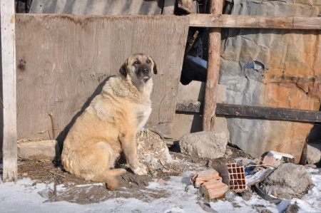 ah bir de dilleri olsa