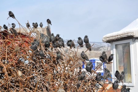 ah bir de dilleri olsa