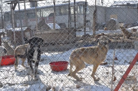 ah bir de dilleri olsa