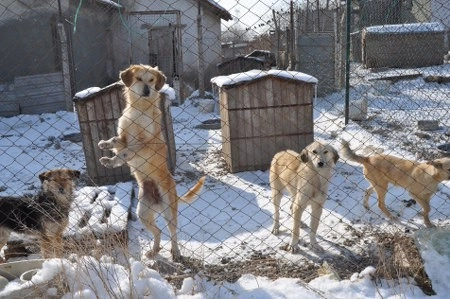 ah bir de dilleri olsa