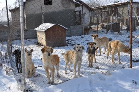 ah bir de dilleri olsa