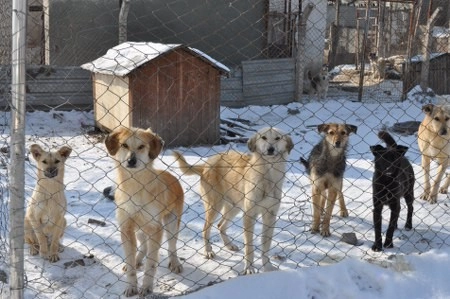 ah bir de dilleri olsa