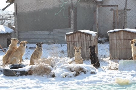 ah bir de dilleri olsa