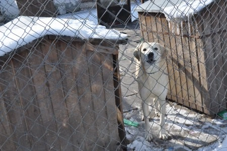 ah bir de dilleri olsa