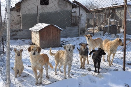 ah bir de dilleri olsa