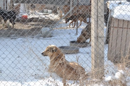 ah bir de dilleri olsa