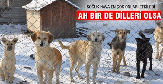 ah bir de dilleri olsa