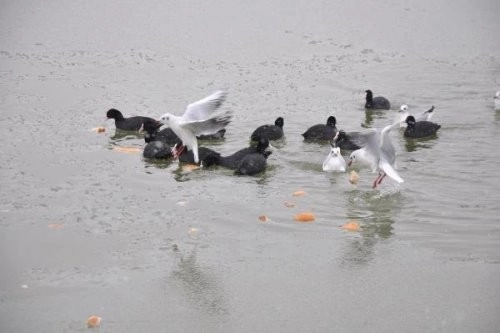 ah bir de dilleri olsa