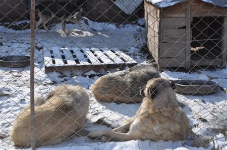 ah bir de dilleri olsa