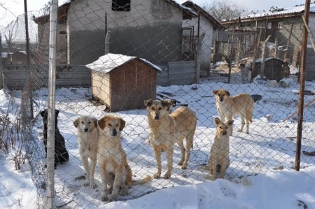 ah bir de dilleri olsa