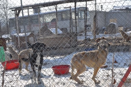 ah bir de dilleri olsa