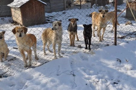 ah bir de dilleri olsa