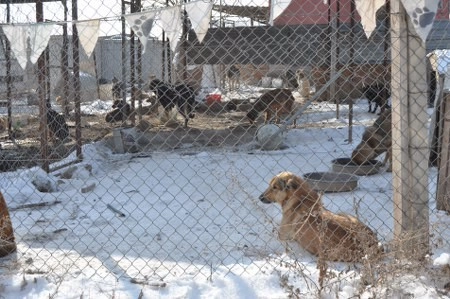 ah bir de dilleri olsa