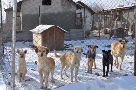 ah bir de dilleri olsa