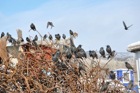 ah bir de dilleri olsa