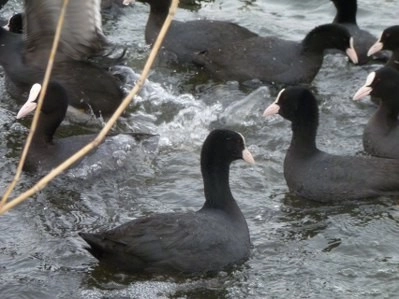Bir tarafta eğlence, bir tarafta mücadale