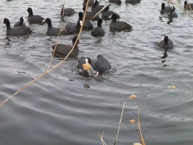 Bir tarafta eğlence, bir tarafta mücadale