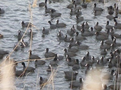 Bir tarafta eğlence, bir tarafta mücadale