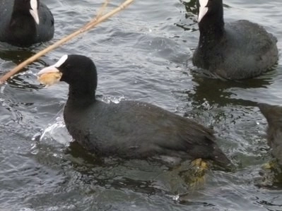 Bir tarafta eğlence, bir tarafta mücadale