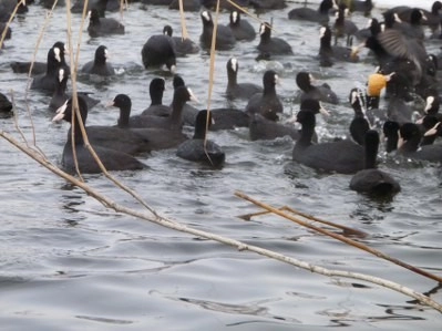 Bir tarafta eğlence, bir tarafta mücadale