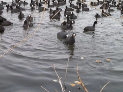 Bir tarafta eğlence, bir tarafta mücadale