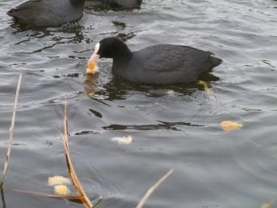 Bir tarafta eğlence, bir tarafta mücadale
