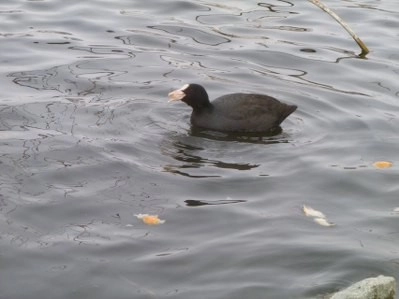 Bir tarafta eğlence, bir tarafta mücadale