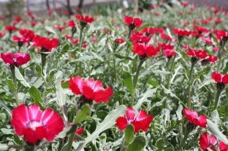 Müsaade edilirse ne de güzel açıyor…