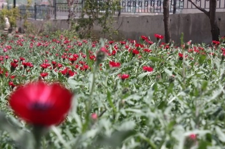 Müsaade edilirse ne de güzel açıyor…