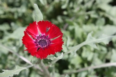 Müsaade edilirse ne de güzel açıyor…