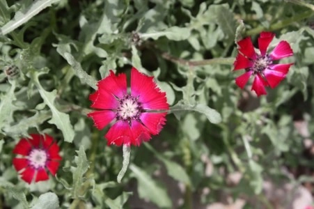 Müsaade edilirse ne de güzel açıyor…