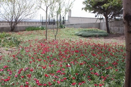 Müsaade edilirse ne de güzel açıyor…