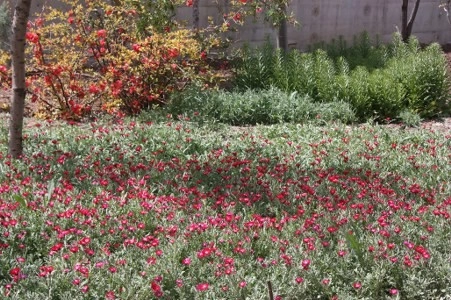 Müsaade edilirse ne de güzel açıyor…